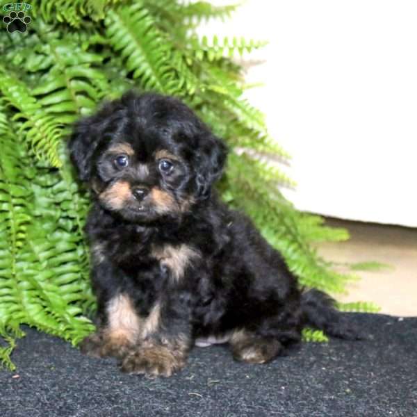 Rocky, Shih-Poo Puppy
