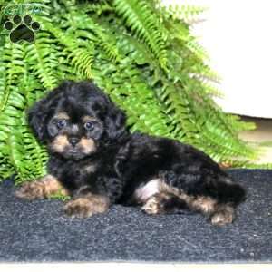 Rocky, Shih-Poo Puppy