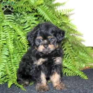 Rocky, Shih-Poo Puppy