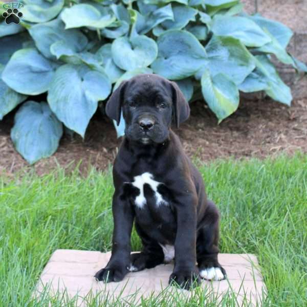 Rodger, Cane Corso Puppy