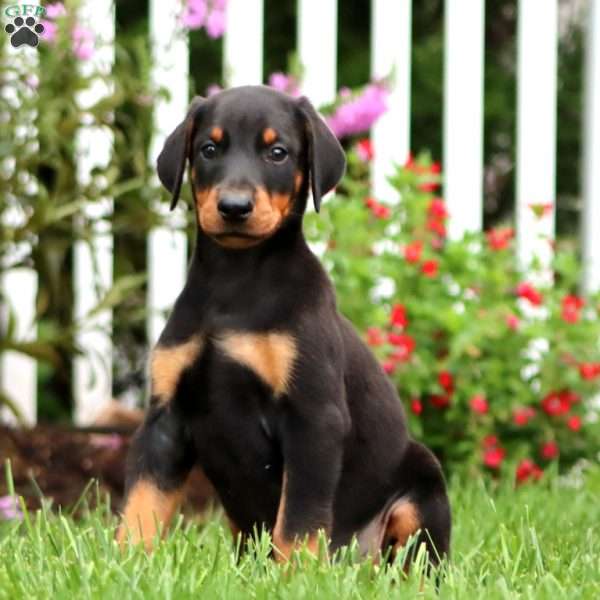 Rodeo, Doberman Pinscher Puppy