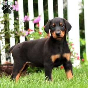 Rodeo, Doberman Pinscher Puppy