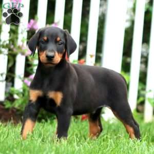 Rodeo, Doberman Pinscher Puppy
