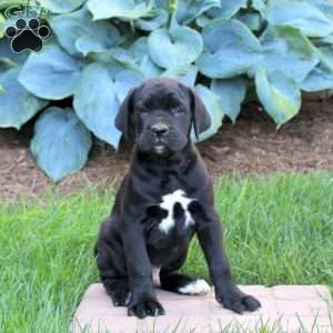 Rodger, Cane Corso Puppy