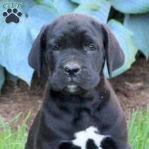 Rodger, Cane Corso Puppy