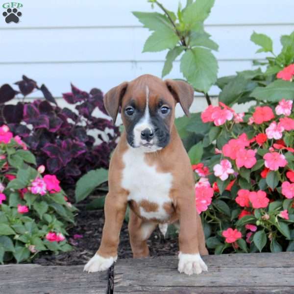 Rolo, Boxer Puppy