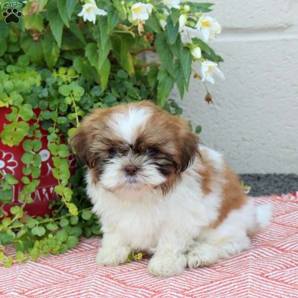Ron, Shih Tzu Puppy