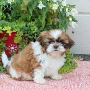 Ron, Shih Tzu Puppy