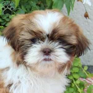 Ron, Shih Tzu Puppy