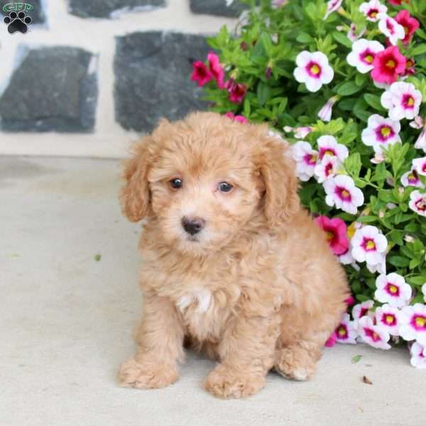 Rory, Bich-Poo Puppy