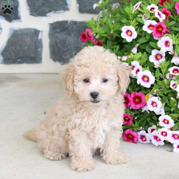 Rosa, Bich-Poo Puppy