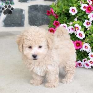 Rosa, Bich-Poo Puppy