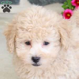 Rosa, Bich-Poo Puppy