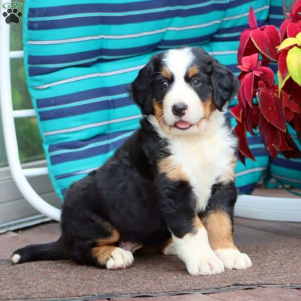 Rosa, Bernese Mountain Dog Puppy
