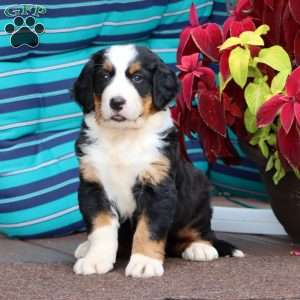 Rosa, Bernese Mountain Dog Puppy