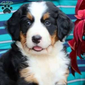 Rosa, Bernese Mountain Dog Puppy