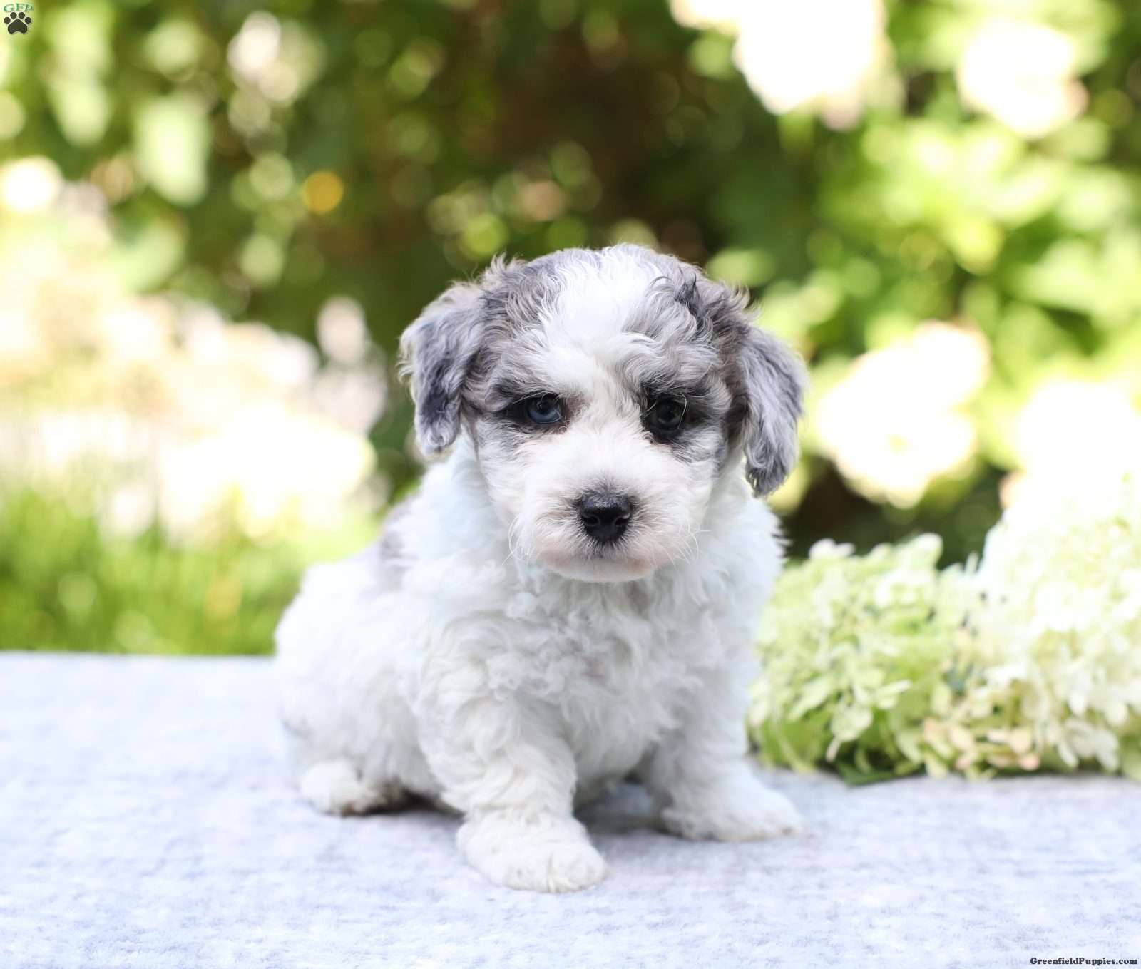 Roscoe (Bich-Poo, Male) in Dornsife, PA
