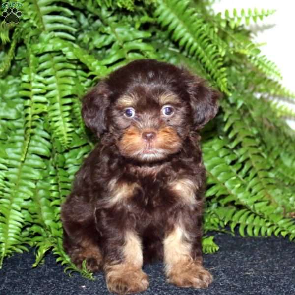 Rose, Shih-Poo Puppy