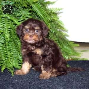 Rose, Shih-Poo Puppy