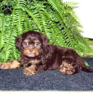 Rose, Shih-Poo Puppy