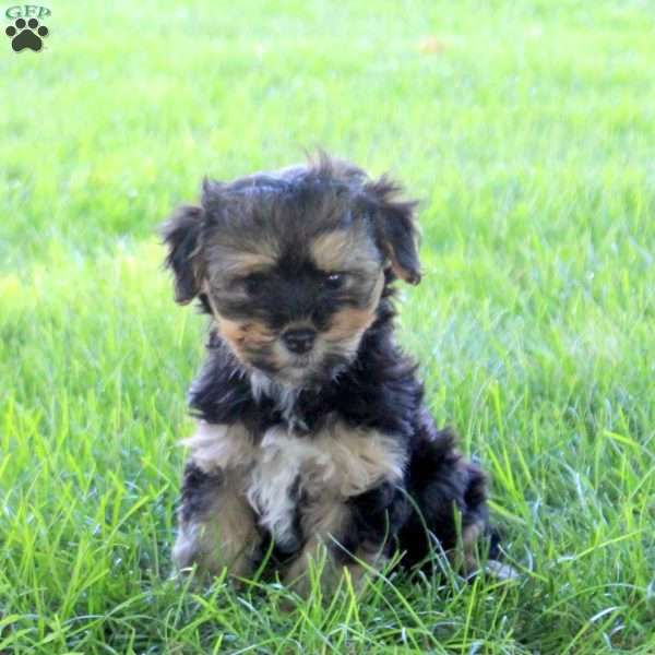 Rosie, Havanese Puppy