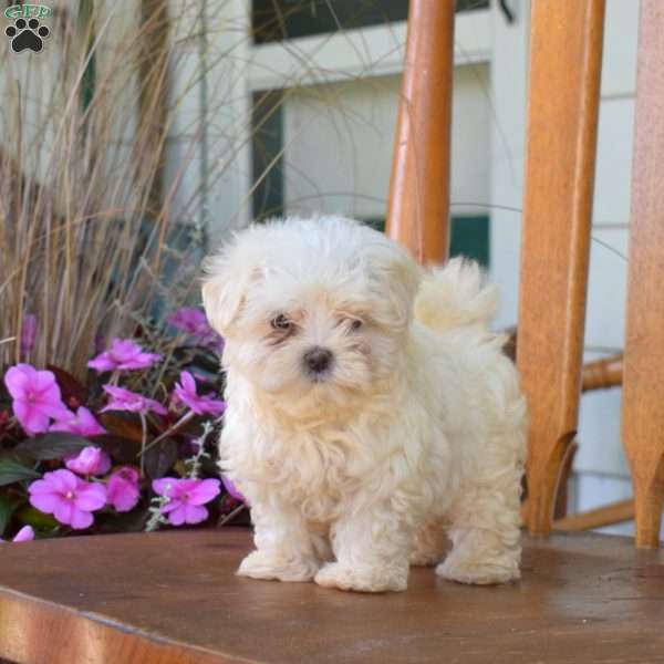 Rosie, Maltese Puppy