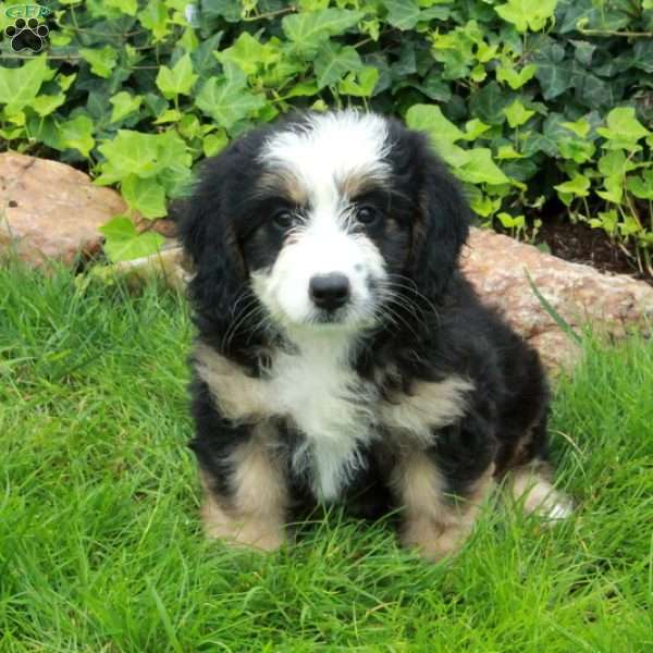 Rosie, Mini Bernedoodle Puppy