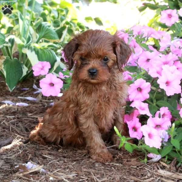 Rosie, Cavapoo Puppy