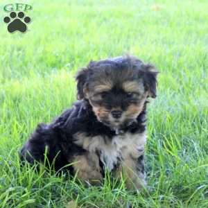 Rosie, Havanese Puppy