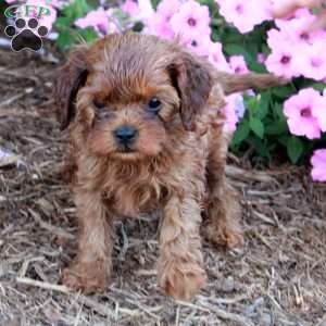 Rosie, Cavapoo Puppy