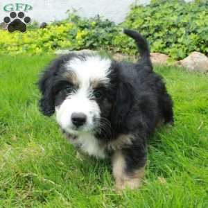 Rosie, Mini Bernedoodle Puppy