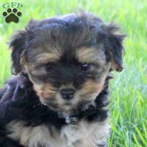 Rosie, Havanese Puppy