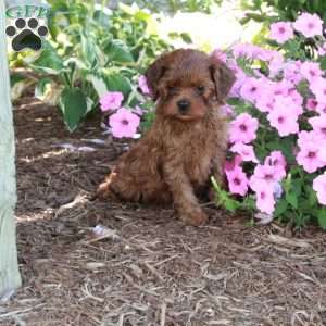 Rosie, Cavapoo Puppy