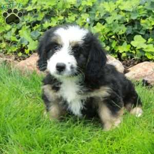 Rosie, Mini Bernedoodle Puppy