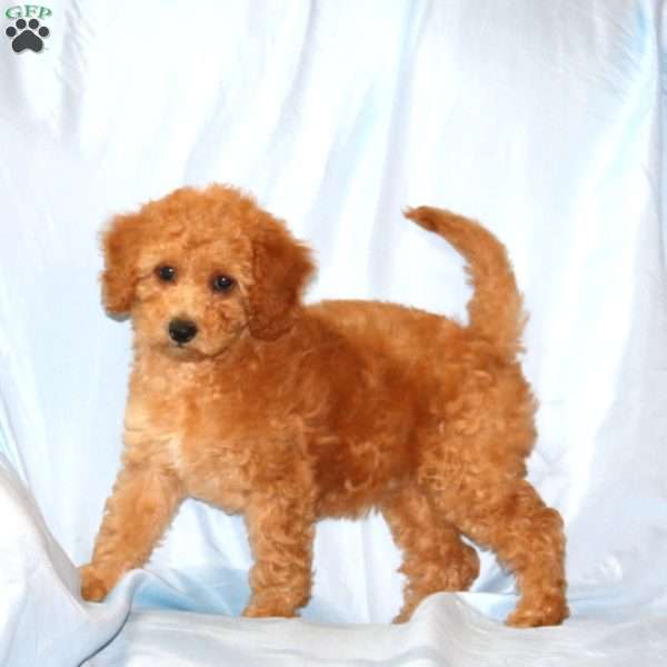 Rosie, Cavapoo Puppy