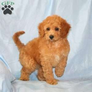 Rosie, Cavapoo Puppy