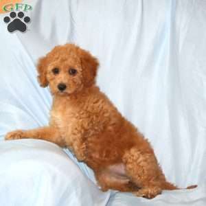 Rosie, Cavapoo Puppy