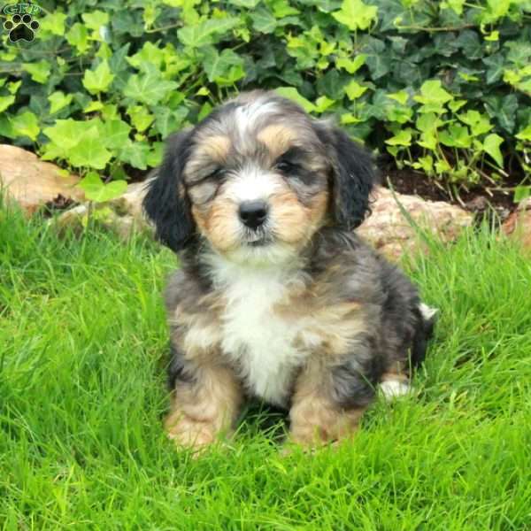 Rover, Mini Bernedoodle Puppy