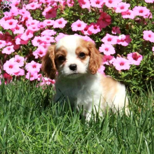 Rover, Cavalier King Charles Spaniel Puppy