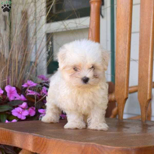 Rover, Maltese Puppy