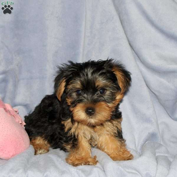 Rover, Yorkie Puppy