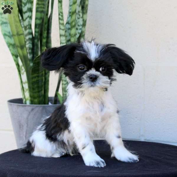 Rover, Shih Tzu Puppy