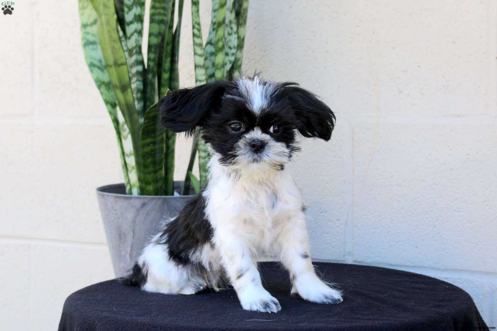 Rover (Shih Tzu, Male) in Gordonville, PA