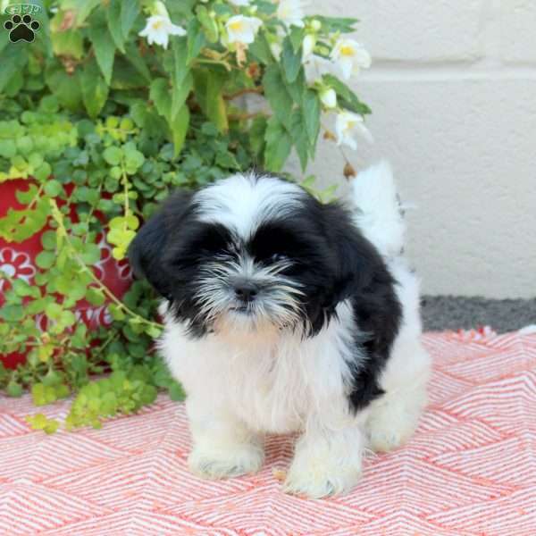Rover, Shih Tzu Puppy