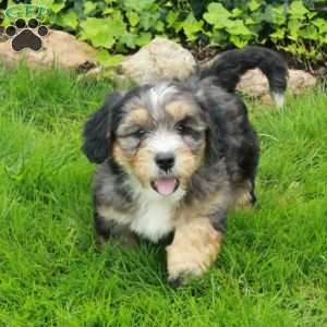 Rover, Mini Bernedoodle Puppy