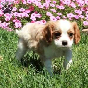 Rover, Cavalier King Charles Spaniel Puppy