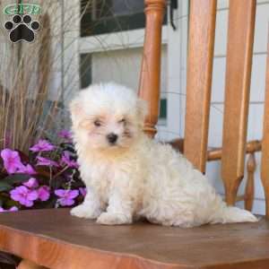 Rover, Maltese Puppy