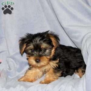 Rover, Yorkie Puppy