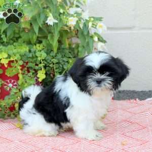 Rover, Shih Tzu Puppy
