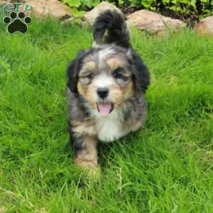 Rover, Mini Bernedoodle Puppy